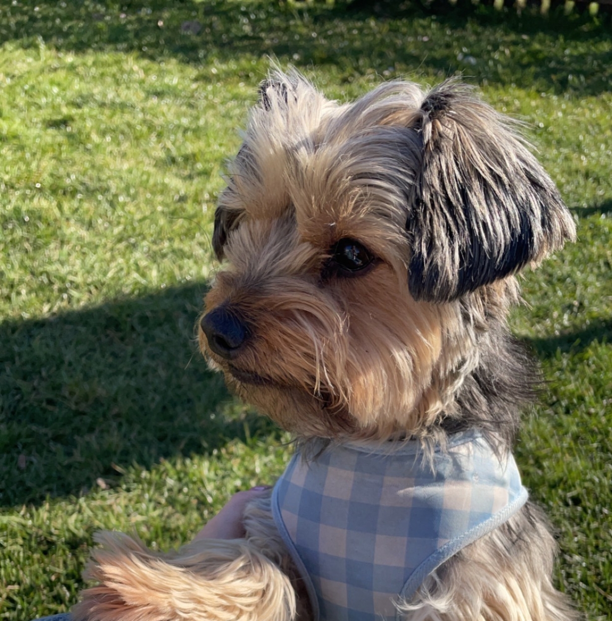 yorkshire terrier w szelkach stoi na trawie