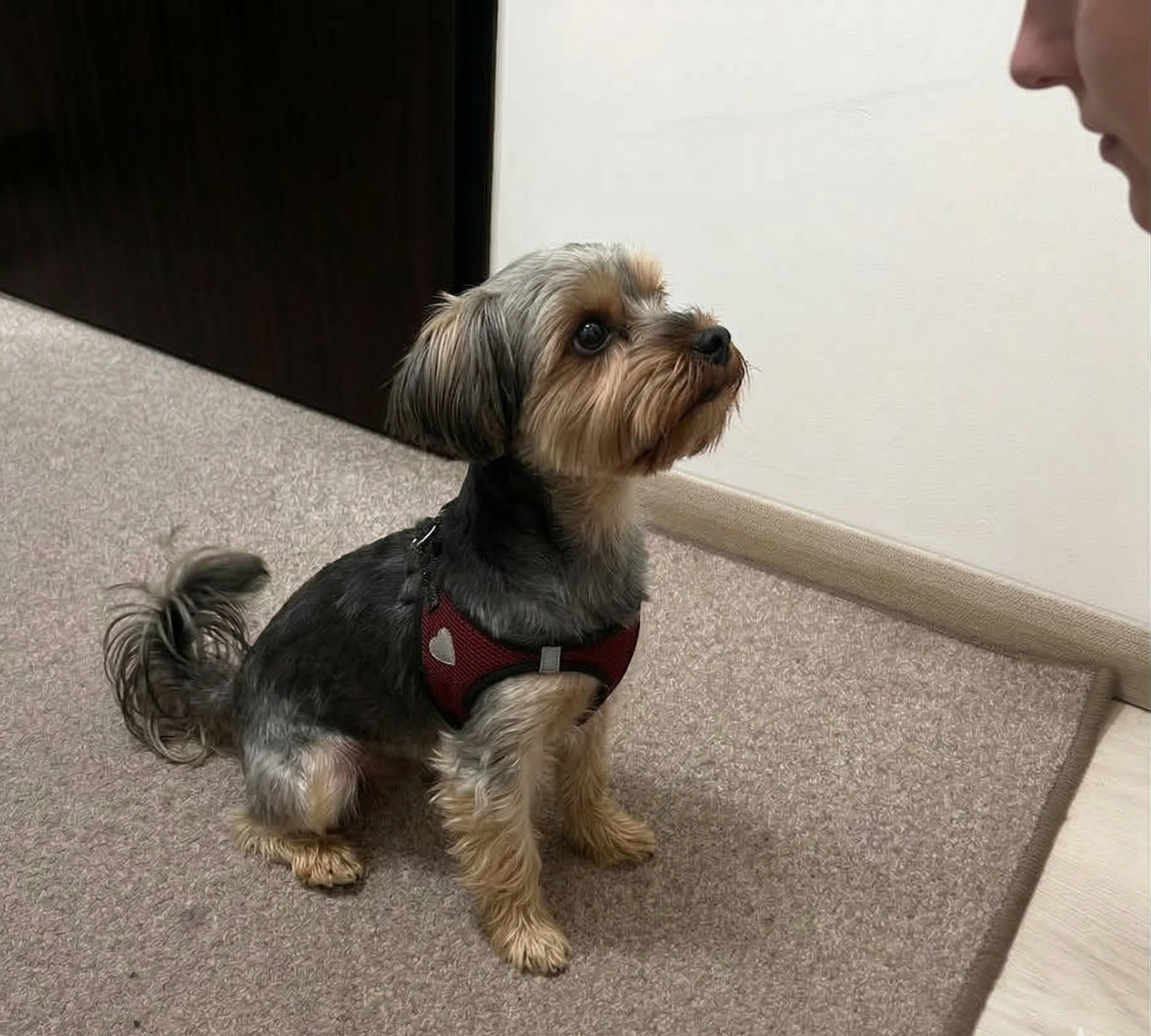 yorkshire terrier siedzi i patrzy się na własciciela